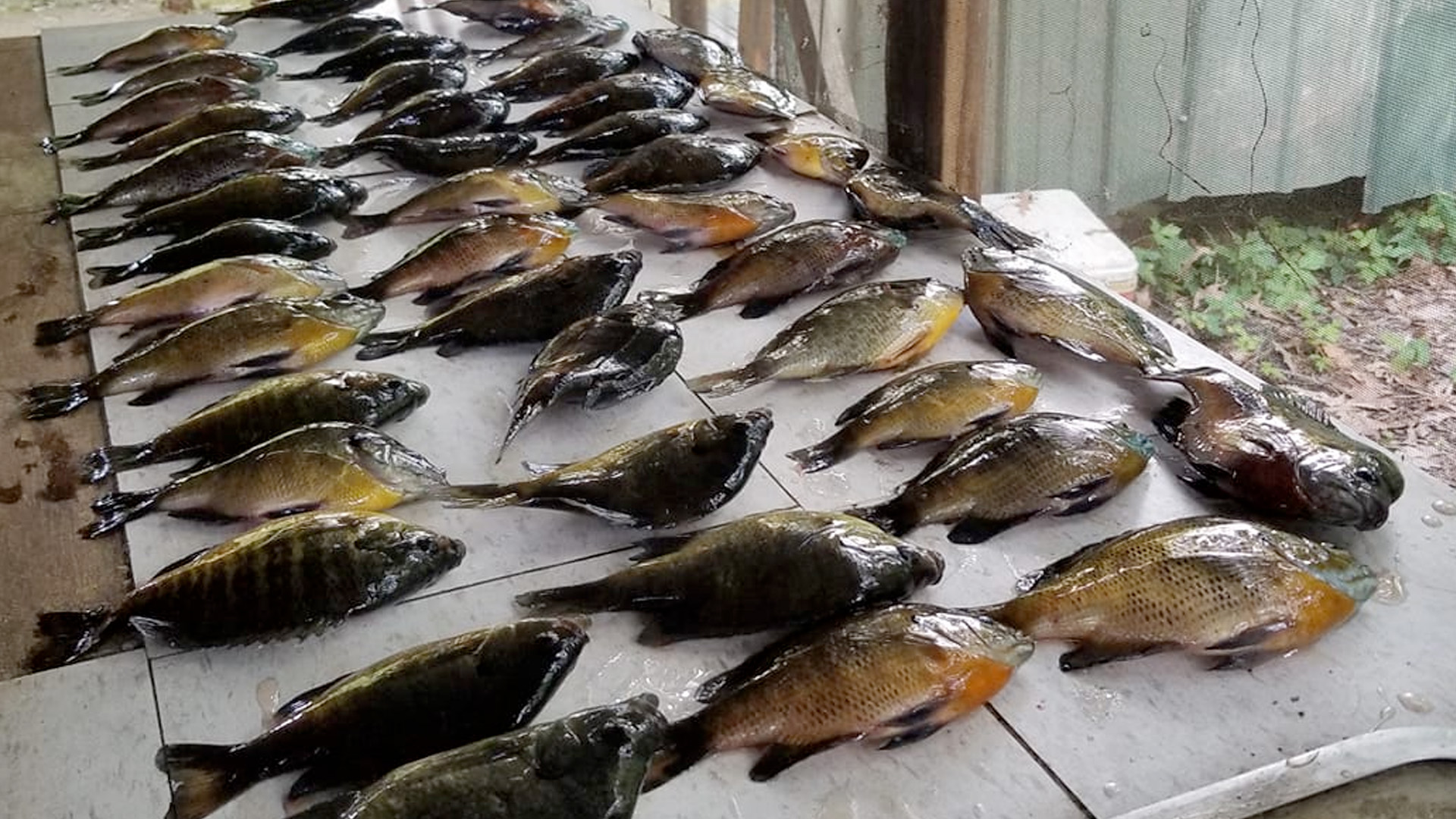 Felsenthal Bream Festival