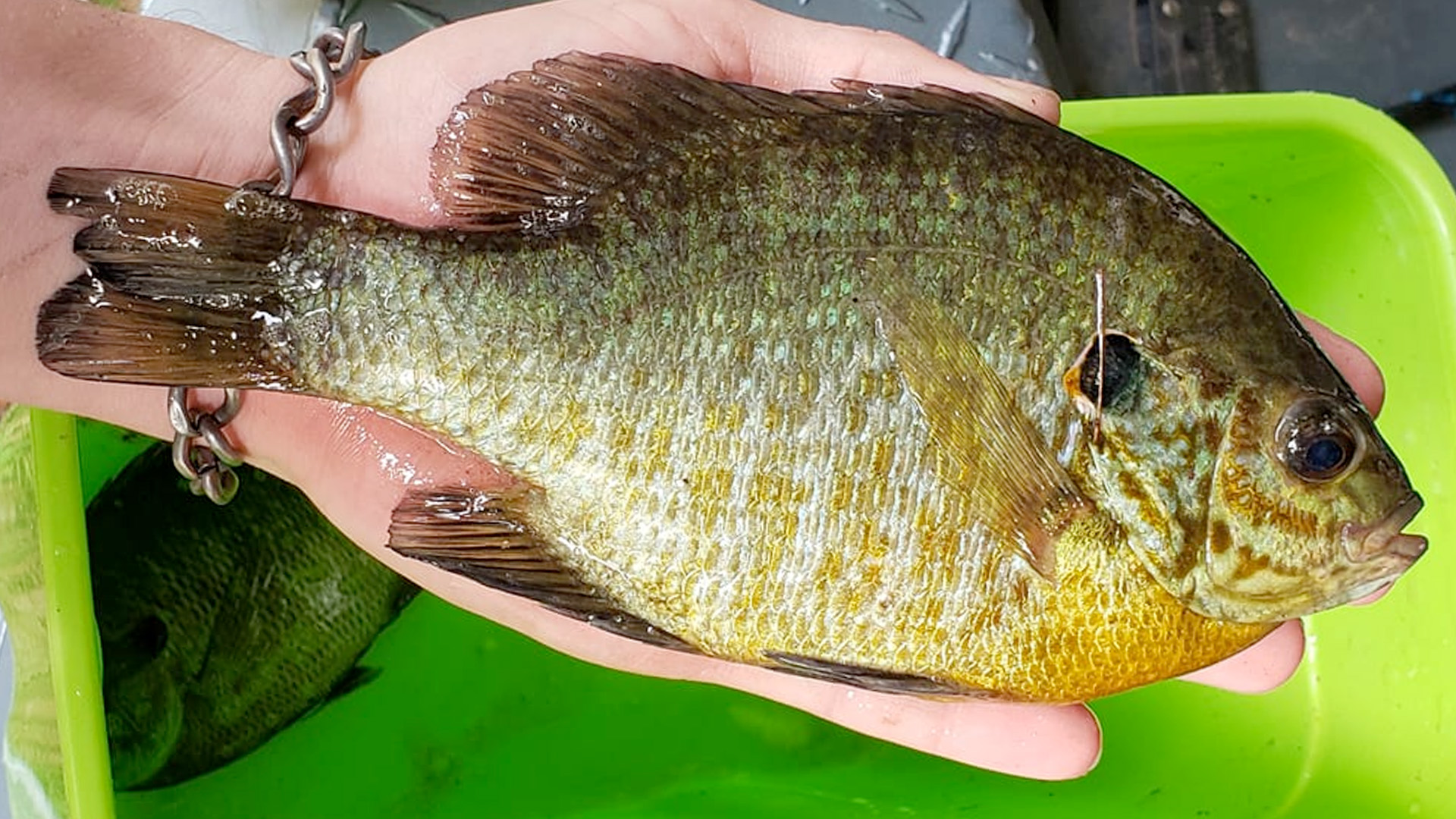 Felsenthal Bream Festival